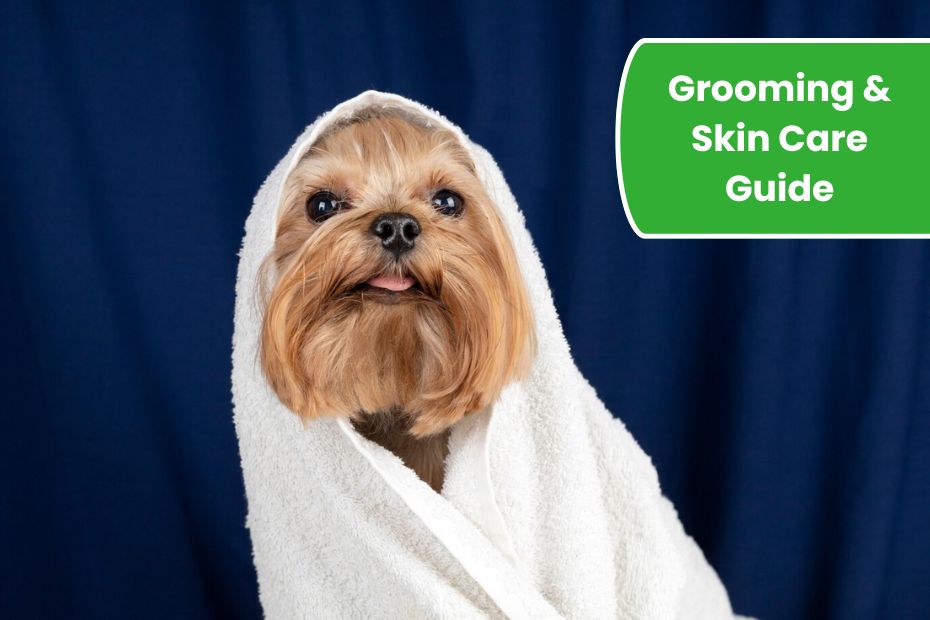 Keeping Your Yorkie Sparkling: The Ultimate Grooming & Skin Care Guide with Groomit