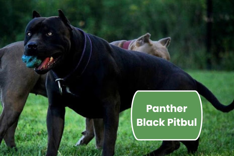 Panther Black Pitbul