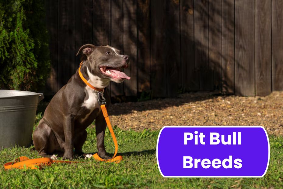 Pit Bull Breeds