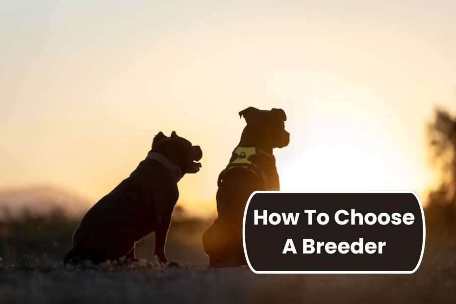 How To Choose A Breeder