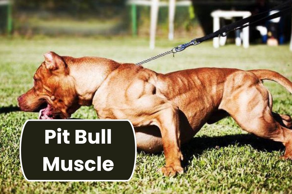 Pit Bull Muscle: