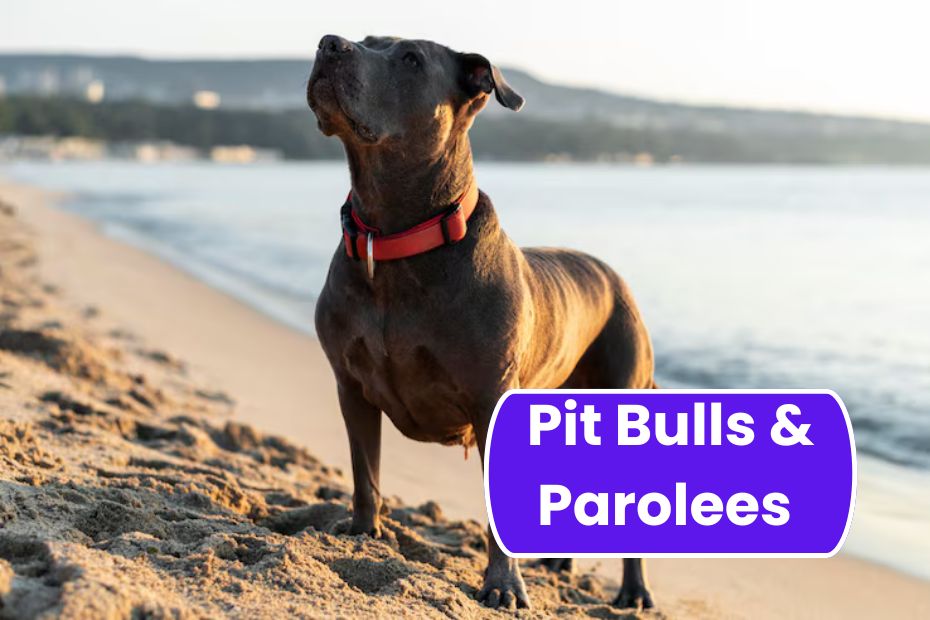 Pit Bulls & Parolees