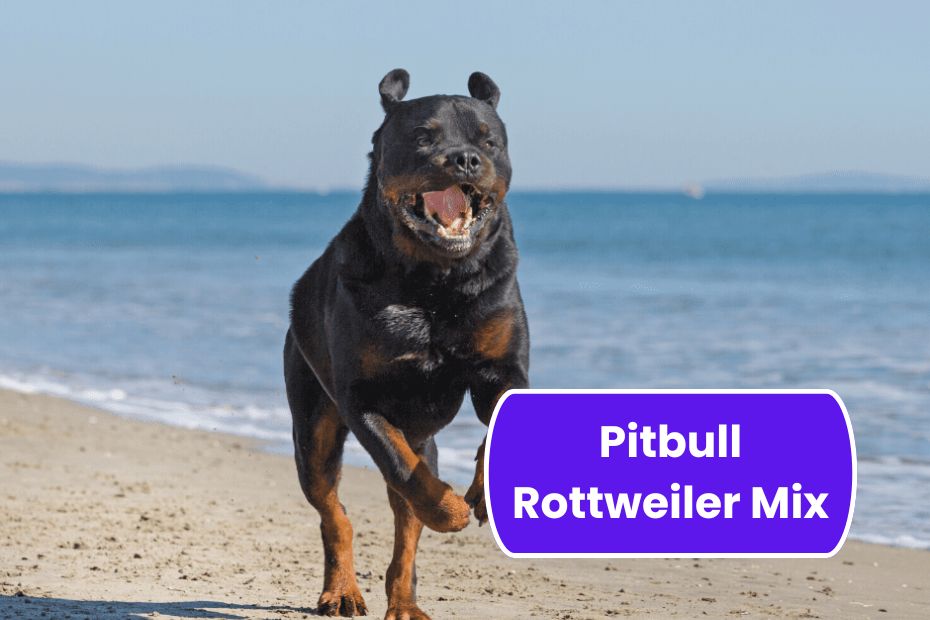 Pitbull Rottweiler Mix