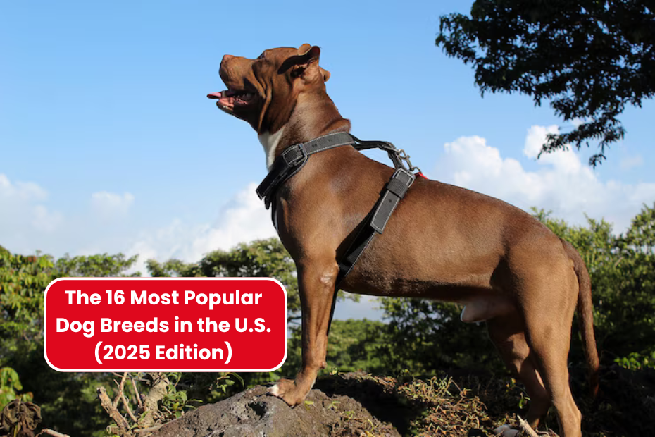The 16 Most Popular Dog Breeds in the U.S. (2025 Edition)