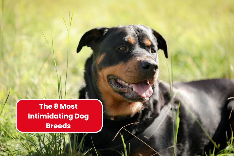 The 8 Most Intimidating Dog Breeds, And Why They Might Not Be for You