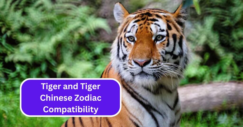 Tiger and Tiger Chinese Zodiac Compatibility: A Dynamic Duo or a Fiery Clash?