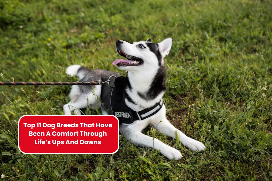 Top 11 Dog Breeds That Have Been A Comfort Through Life’s Ups And Downs