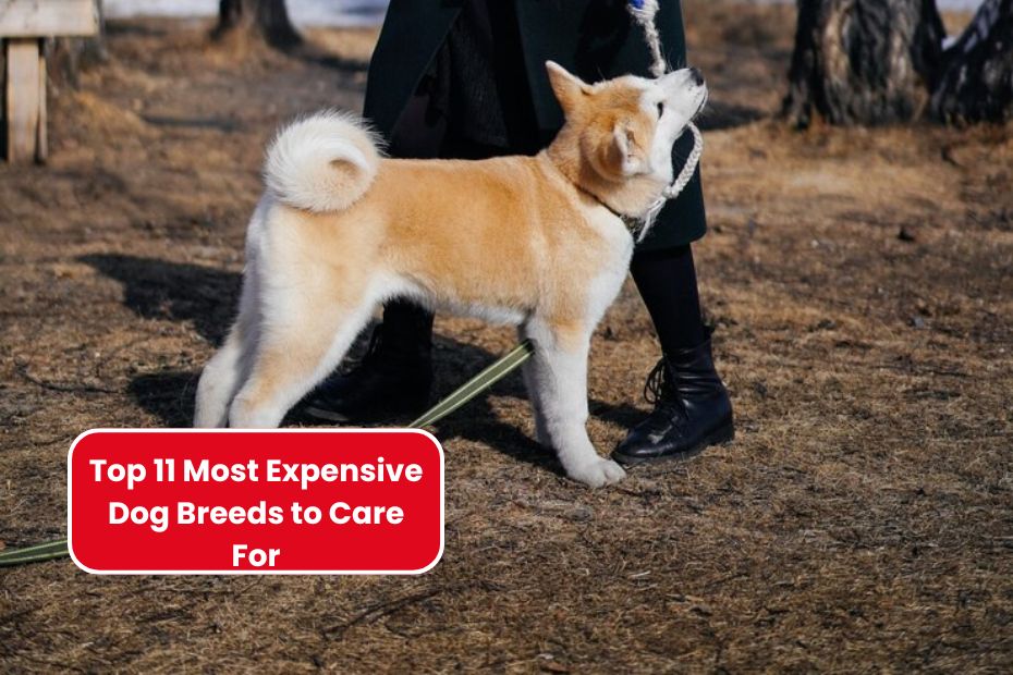 Top 11 Most Expensive Dog Breeds to Care For