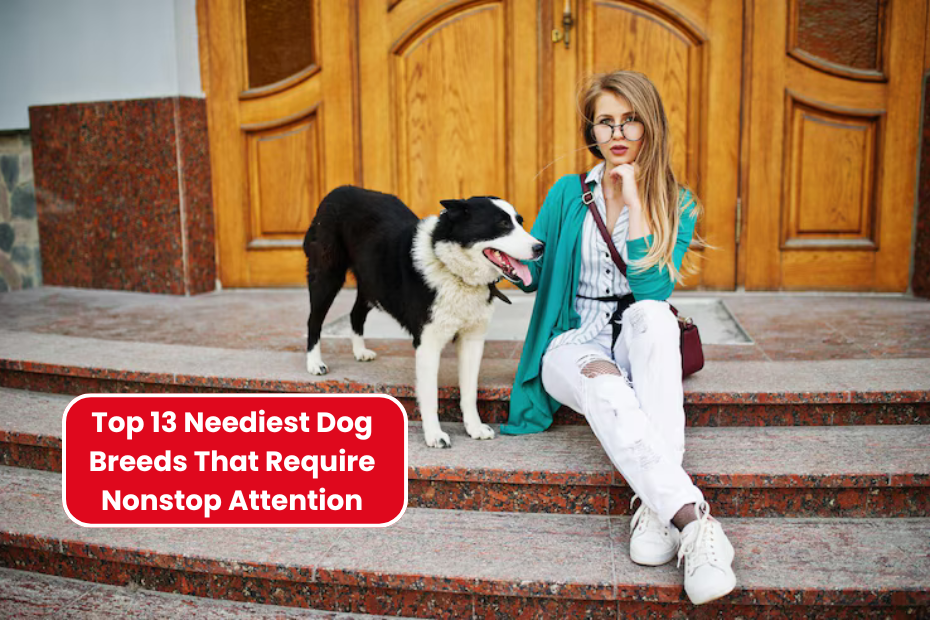 Top 13 Neediest Dog Breeds That Require Nonstop Attention