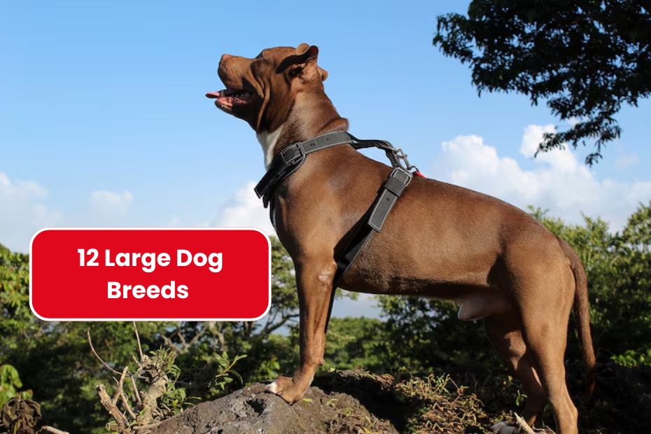 12 Large Dog Breeds That Are Surprisingly Gentle