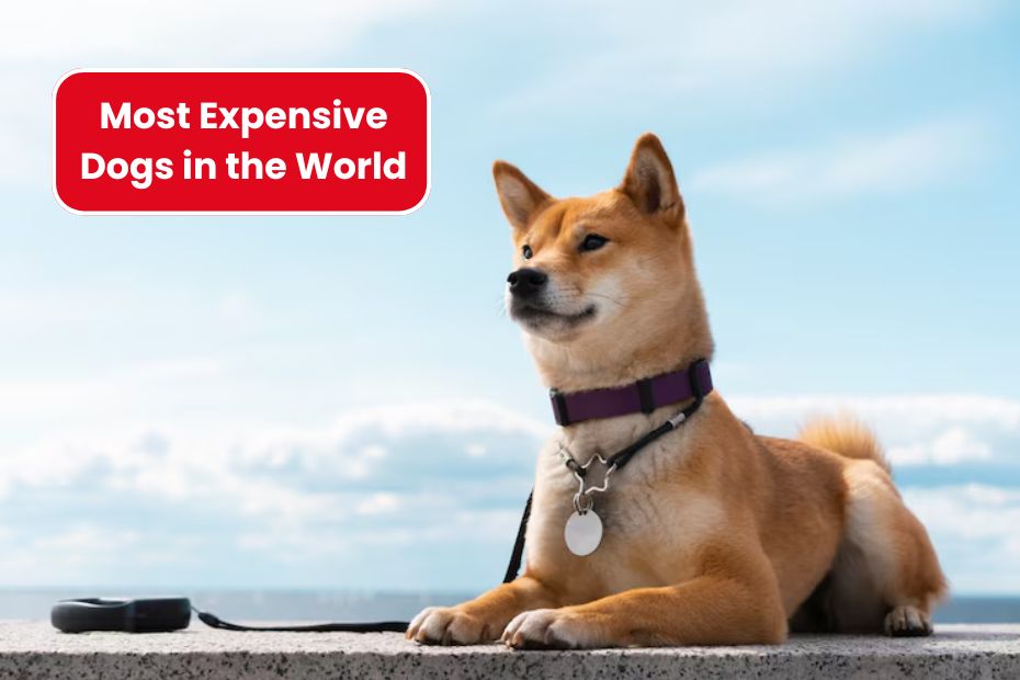 5 Most Expensive Dogs in the World – How Much Do They Cost?