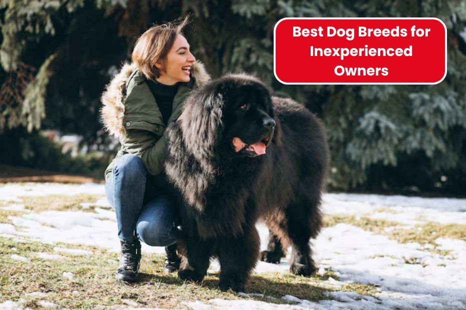 The 20 Best Dog Breeds for Inexperienced Owners