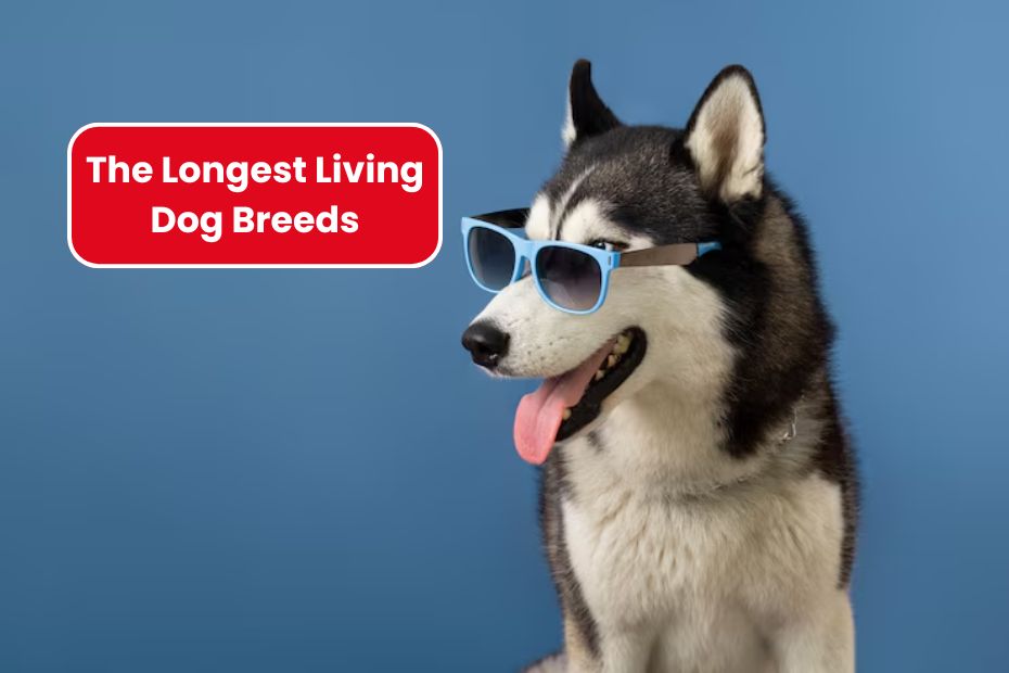 The Longest Living Dog Breeds
