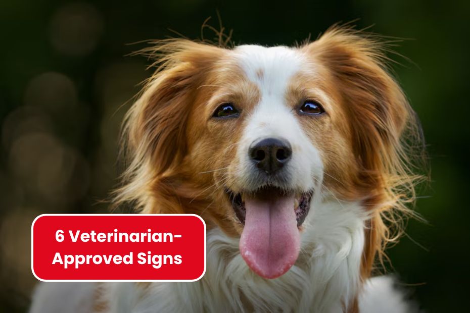 6 Veterinarian-Approved Signs Your Dog Is Truly Happy