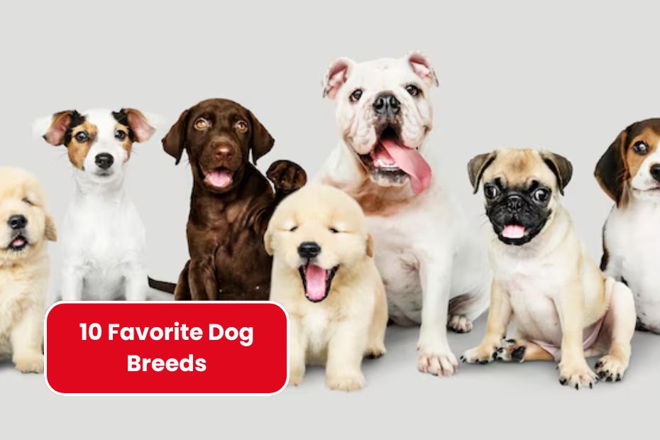 Top 10 Favorite Dog Breeds Beloved by American Families