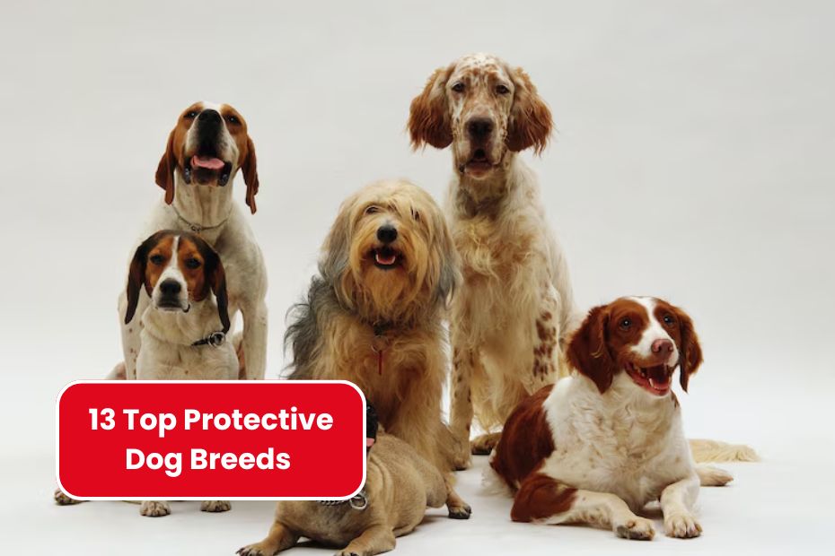 13 Top Protective Dog Breeds Perfect for Keeping Your Family Safe
