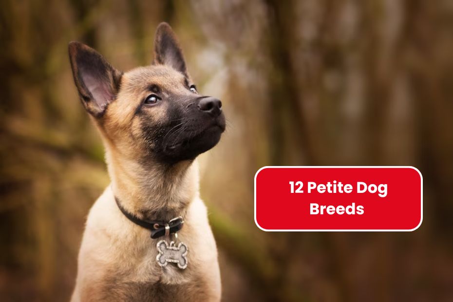 12 Petite Dog Breeds That Never Grow Beyond Small Size