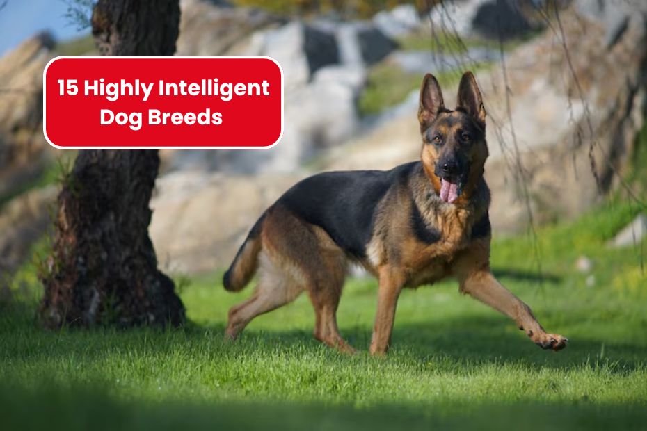 15 Highly Intelligent Dog Breeds That Listen and Learn Instantly