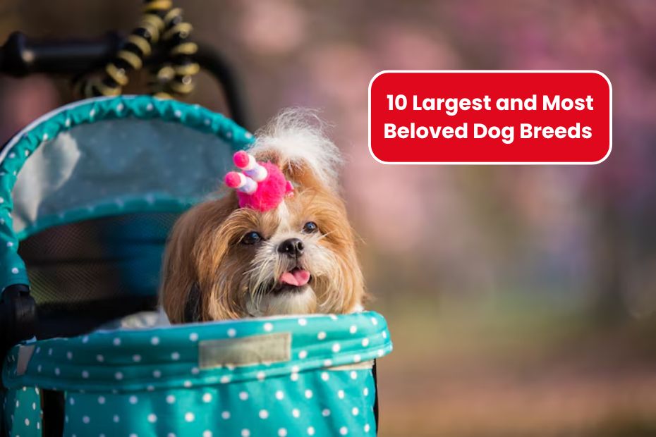 10 Largest and Most Beloved Dog Breeds Around the World