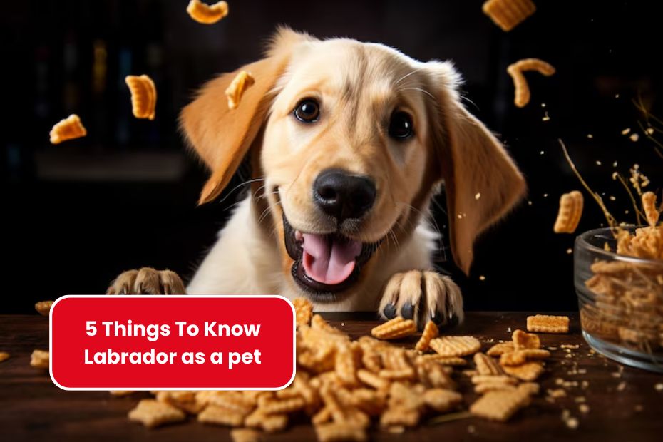 5 things to know before getting a Labrador as a pet