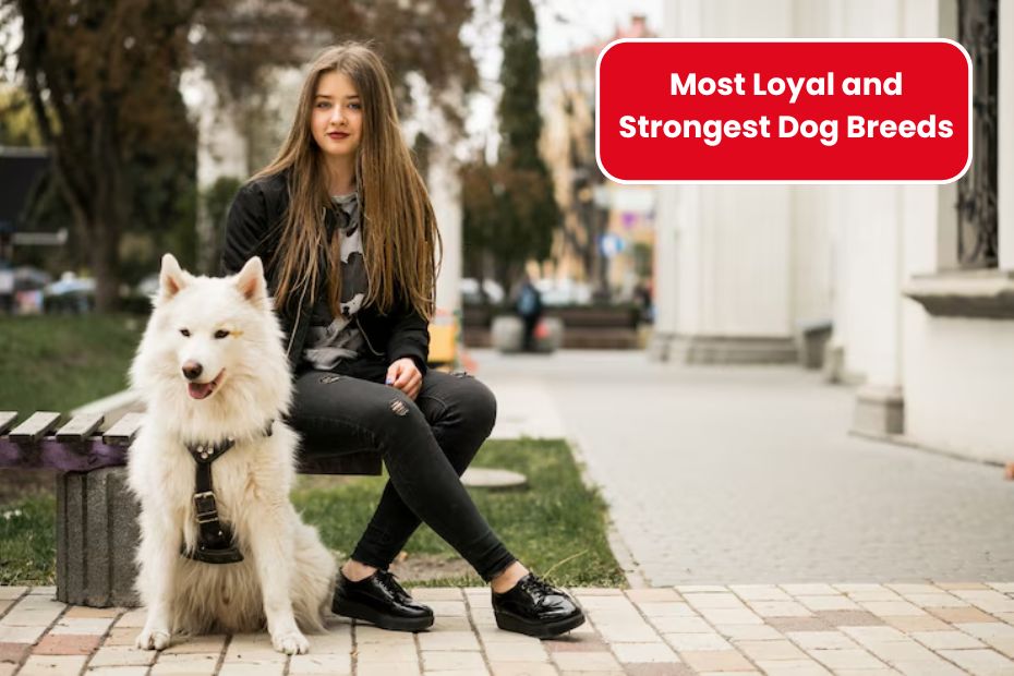 25 Most Loyal and Strongest Dog Breeds