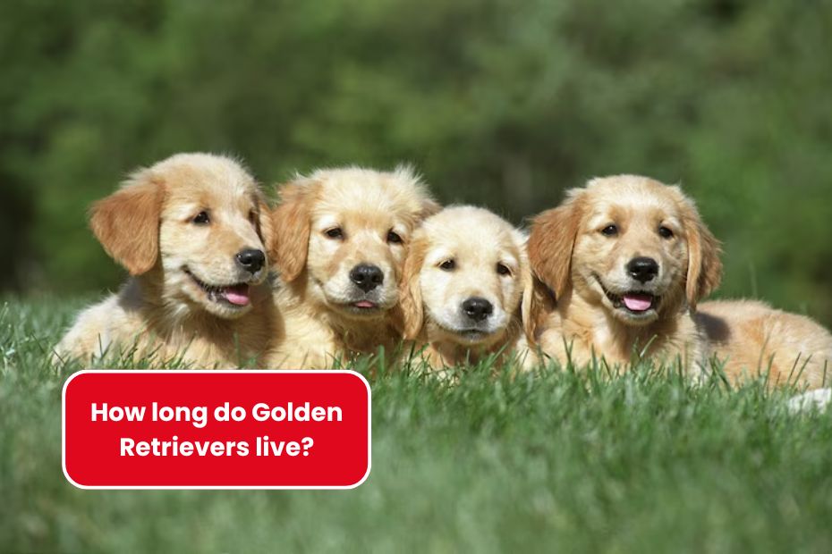 How long do Golden Retrievers live?