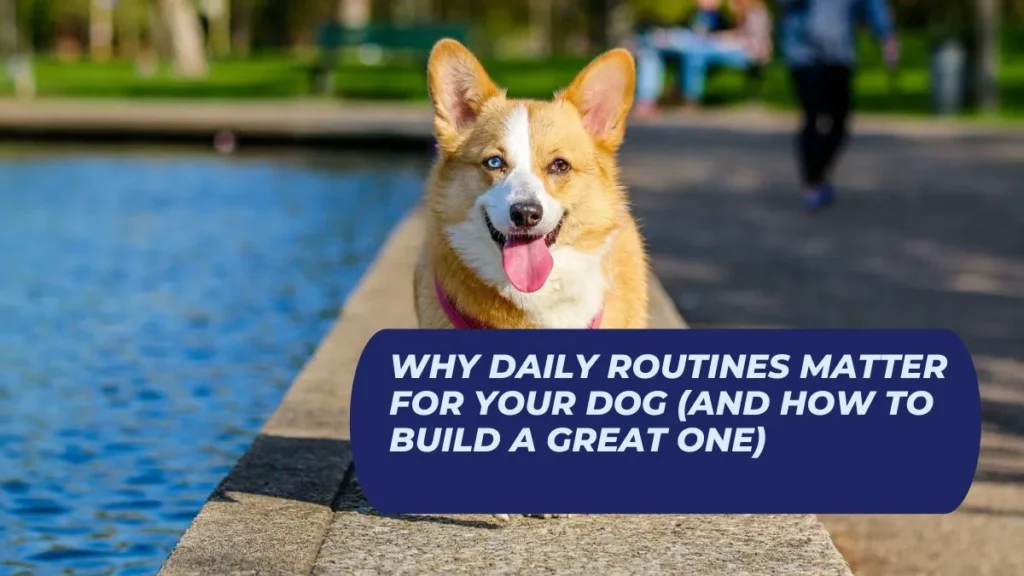 Why Daily Routines Matter for Your Dog (and How to Build a Great One)
