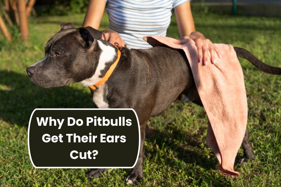 Why Do Pitbulls Get Their Ears Cut?