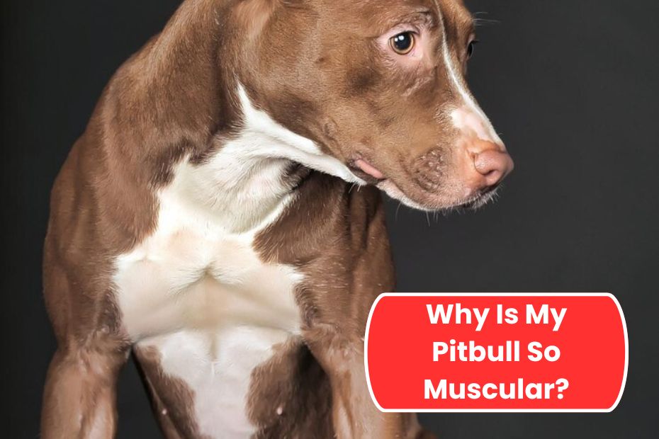 Why Is My Pitbull So Muscular?